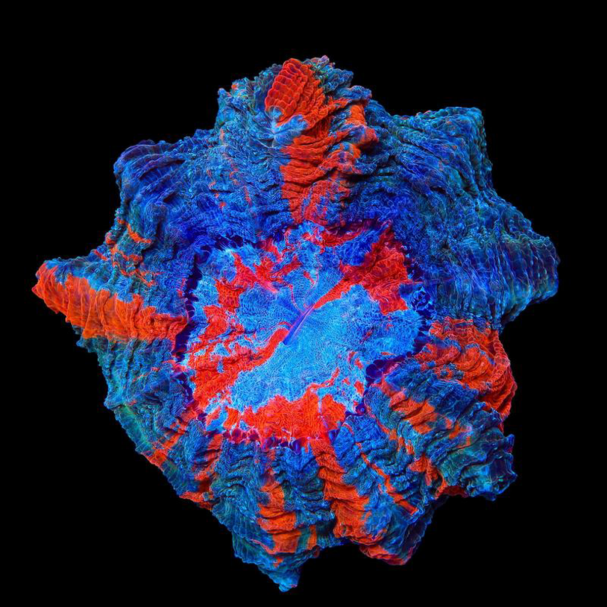 Ultra Acanthophyllia Colony Coral
