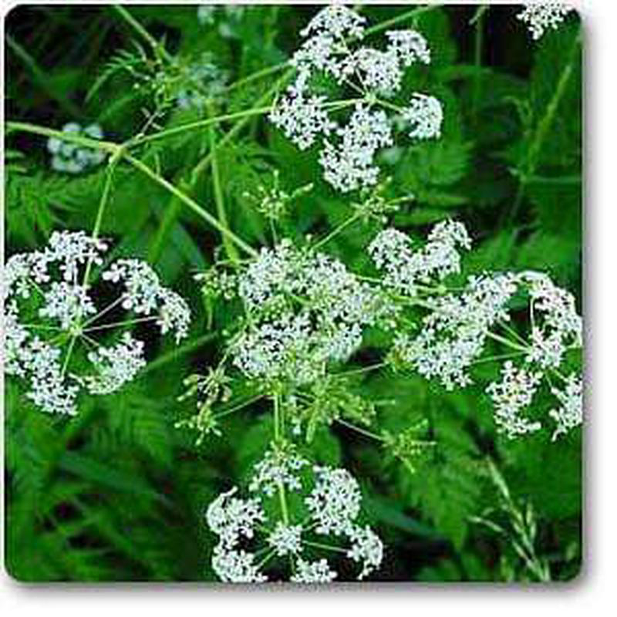 Anthriscus cerefolium 8211 Plant