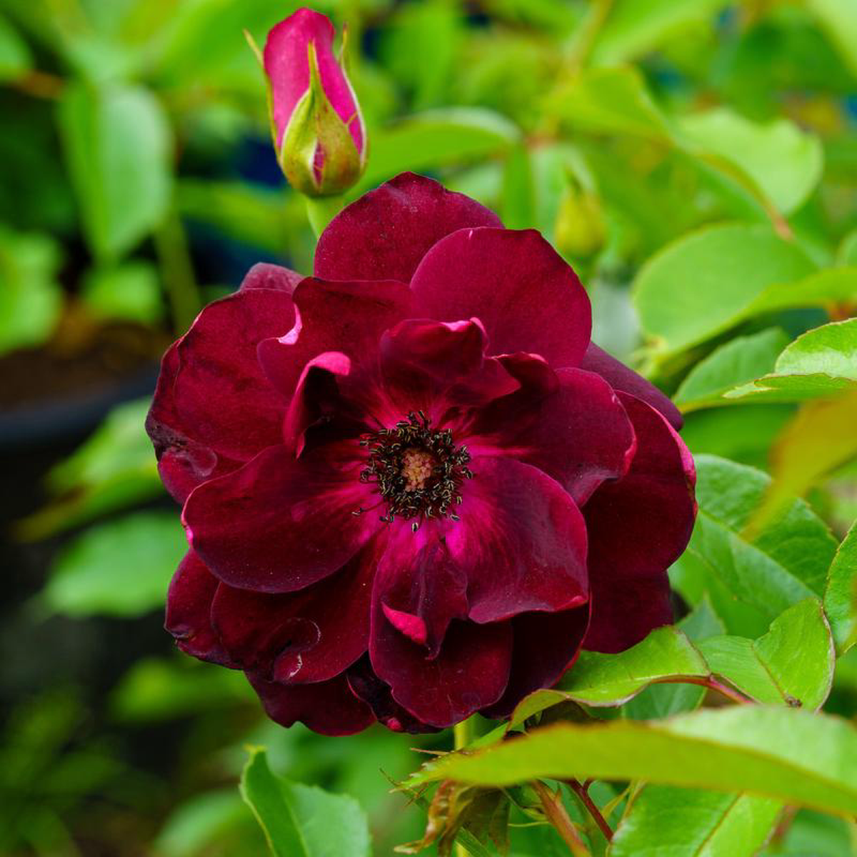 Burgundy Iceberg Rose 3 Gallon
