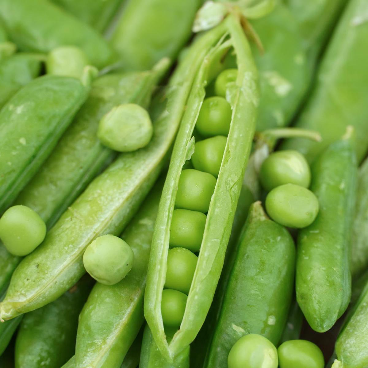 Wando Pea (Pisum sativum)