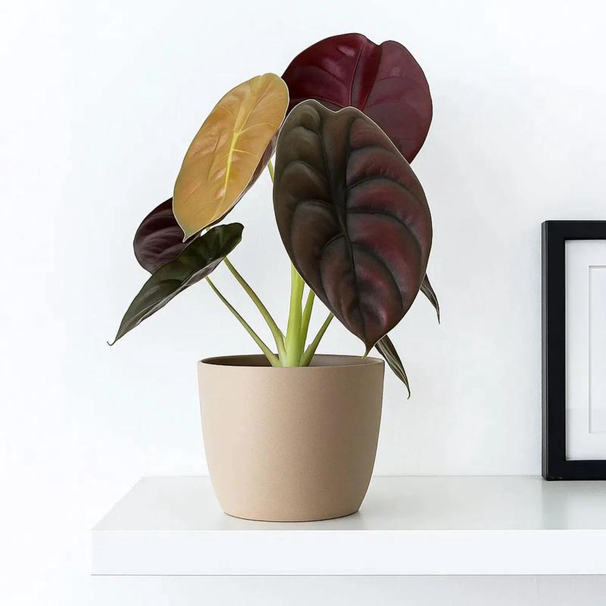 25 8211 40cm Alocasia Red Secret Elephant Ear 12cm Pot House Plant