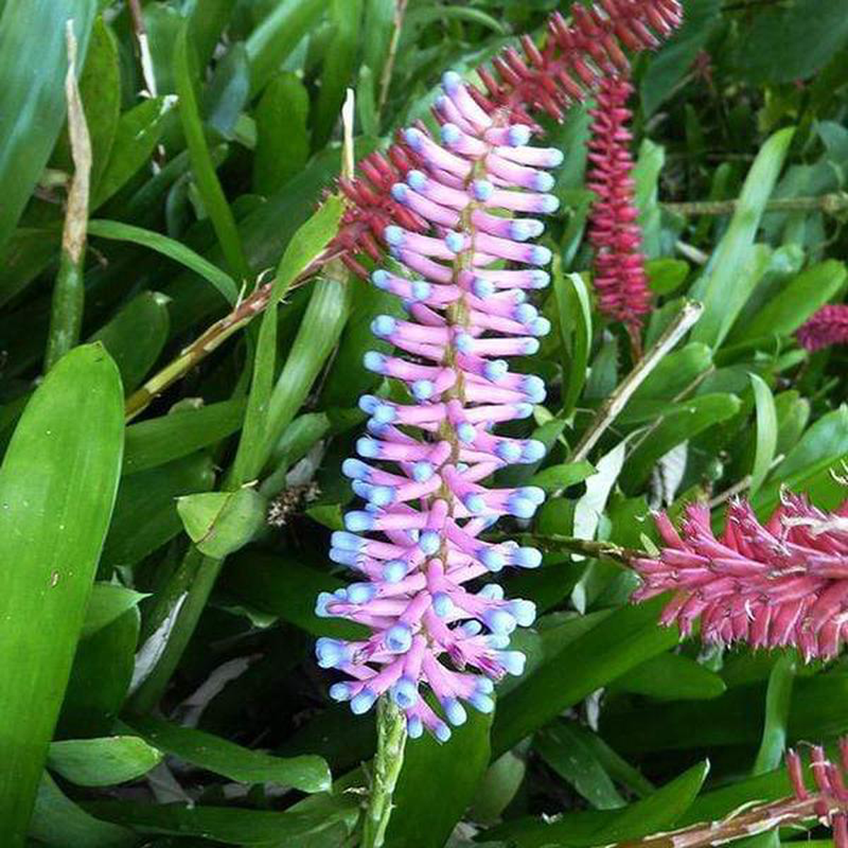 Aechmea Gamosepala Matchstick 8211 Plant
