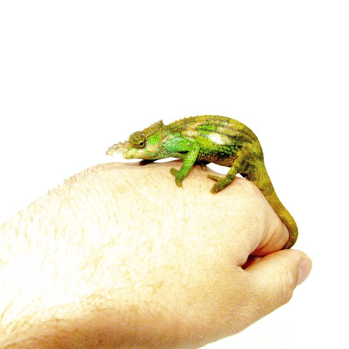 Dwarf Fischer8217s Chameleon (Kinyongia boehmei)