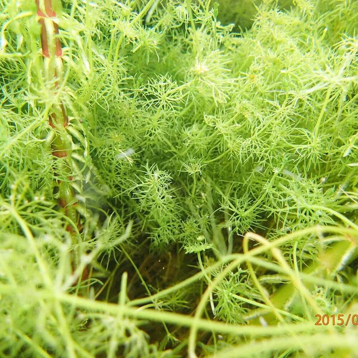 Nitella Flexilis Aquatic Pond Plant 8211 Stonewort 9cm (3 Pack)