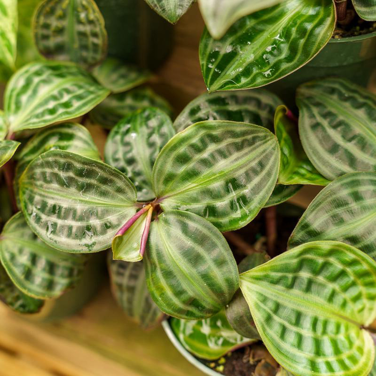 Seersucker Plant 4 inch Pot