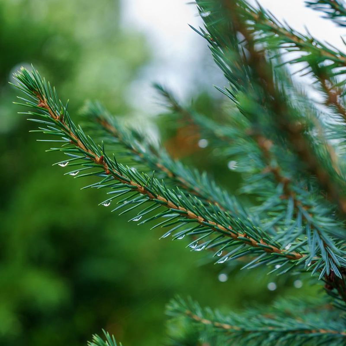 Serbian Spruce 8 foot B038B