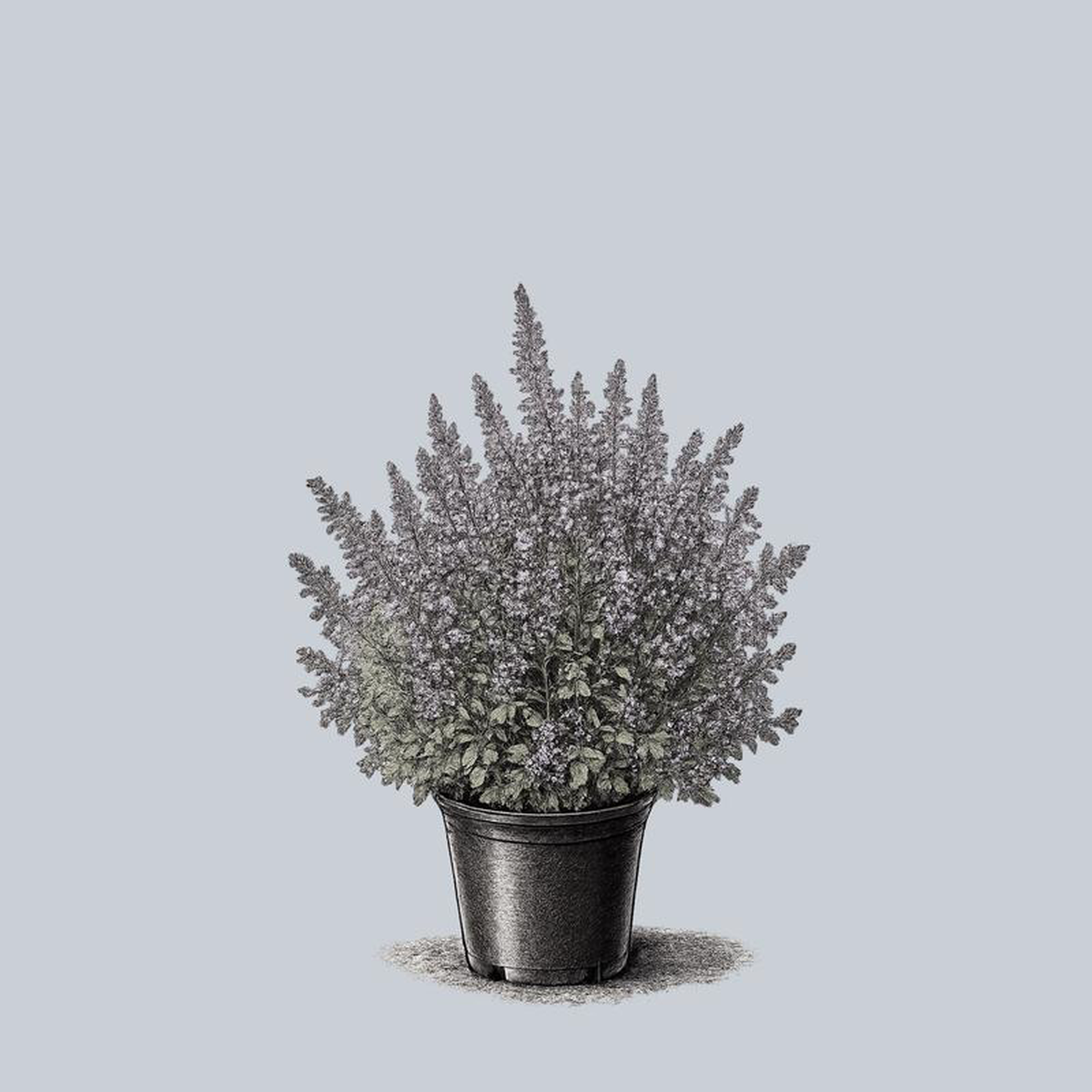 Six Hills Giant Catmint 2 Gallon
