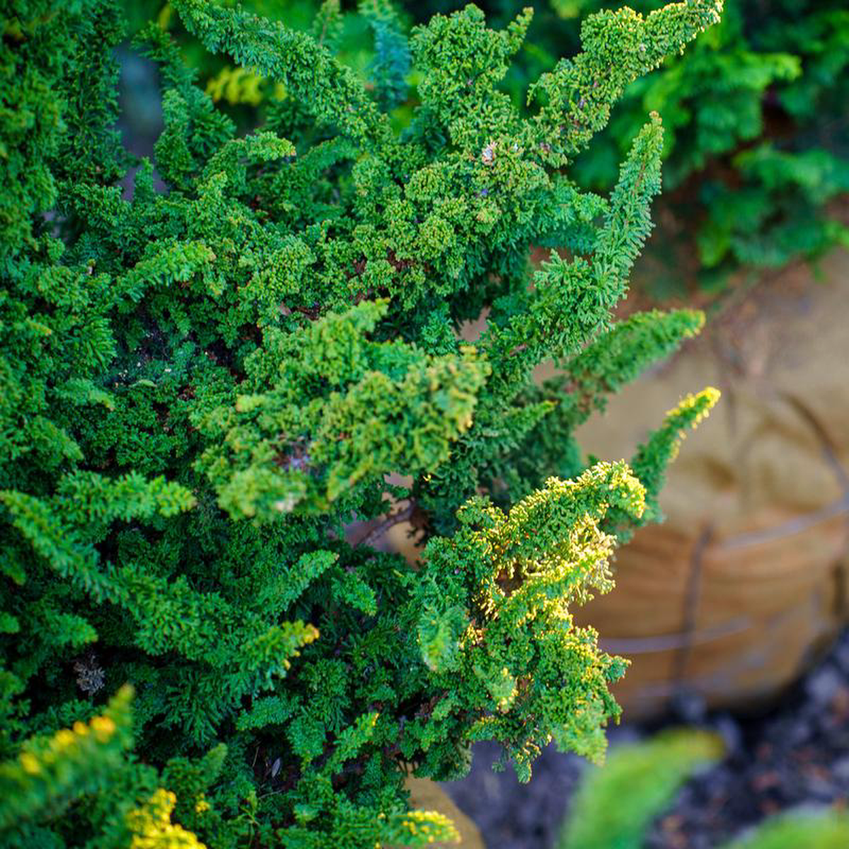 Chirimen Hinoki Cypress 3 foot B038B