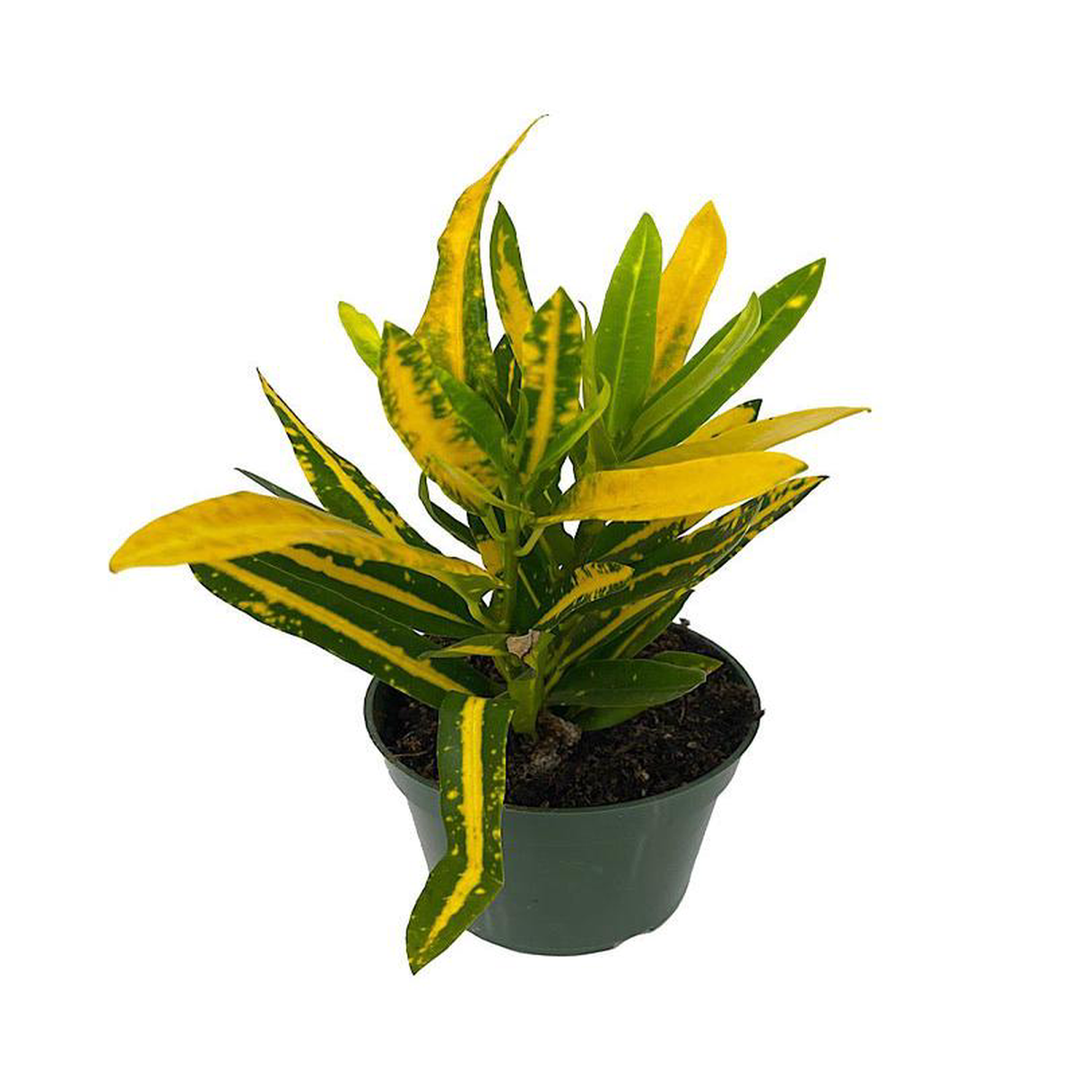Codiaeum 8216Sunny Star8217 4 Inch