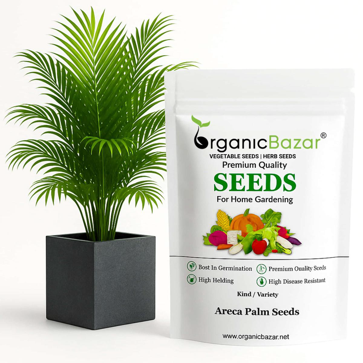 Areca Palm Seeds 8211 (50 Seeds)