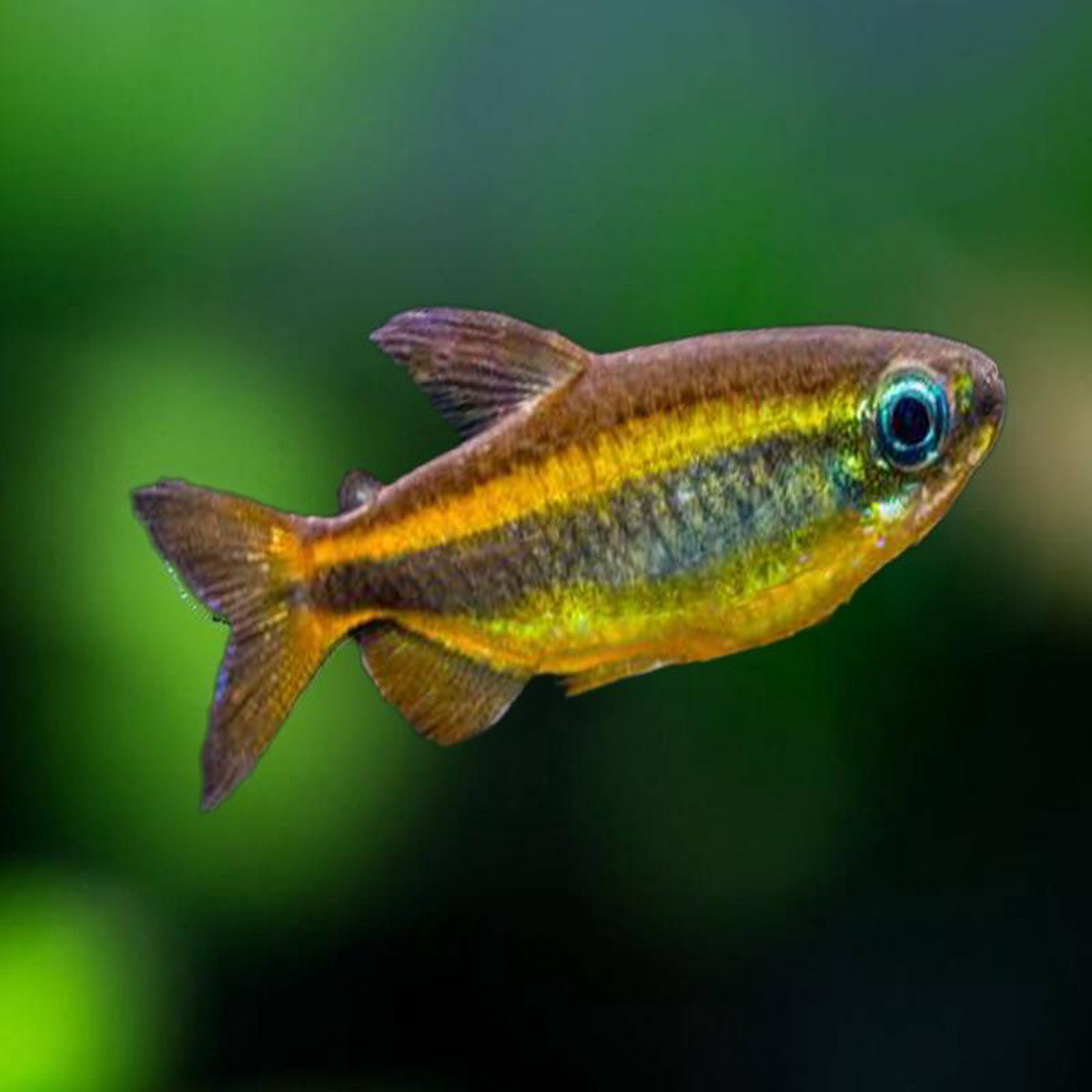 Brown Congo Tetra 8211 Phenacogrammus aurantiacus