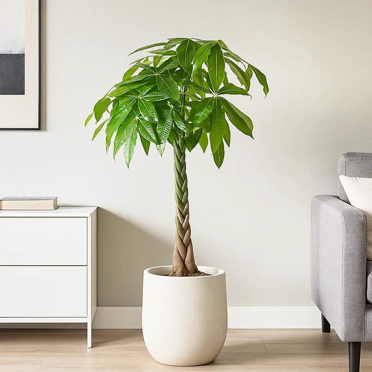 Pachira Aquatica Money Tree House Plant 35 8211 45cm Pot 12cm