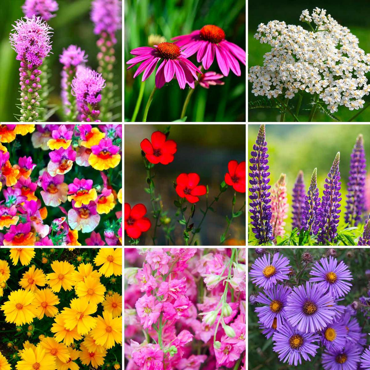 Annies Northeastern Wildflower Mix