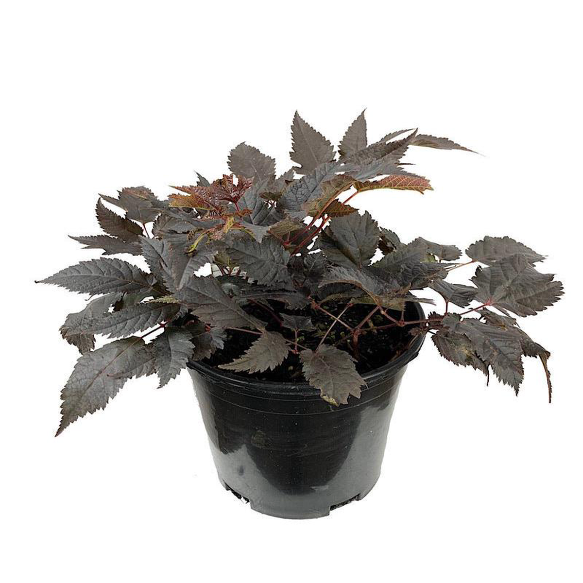Astilbe 8216Chocolate Shogun8217 1 Gallon