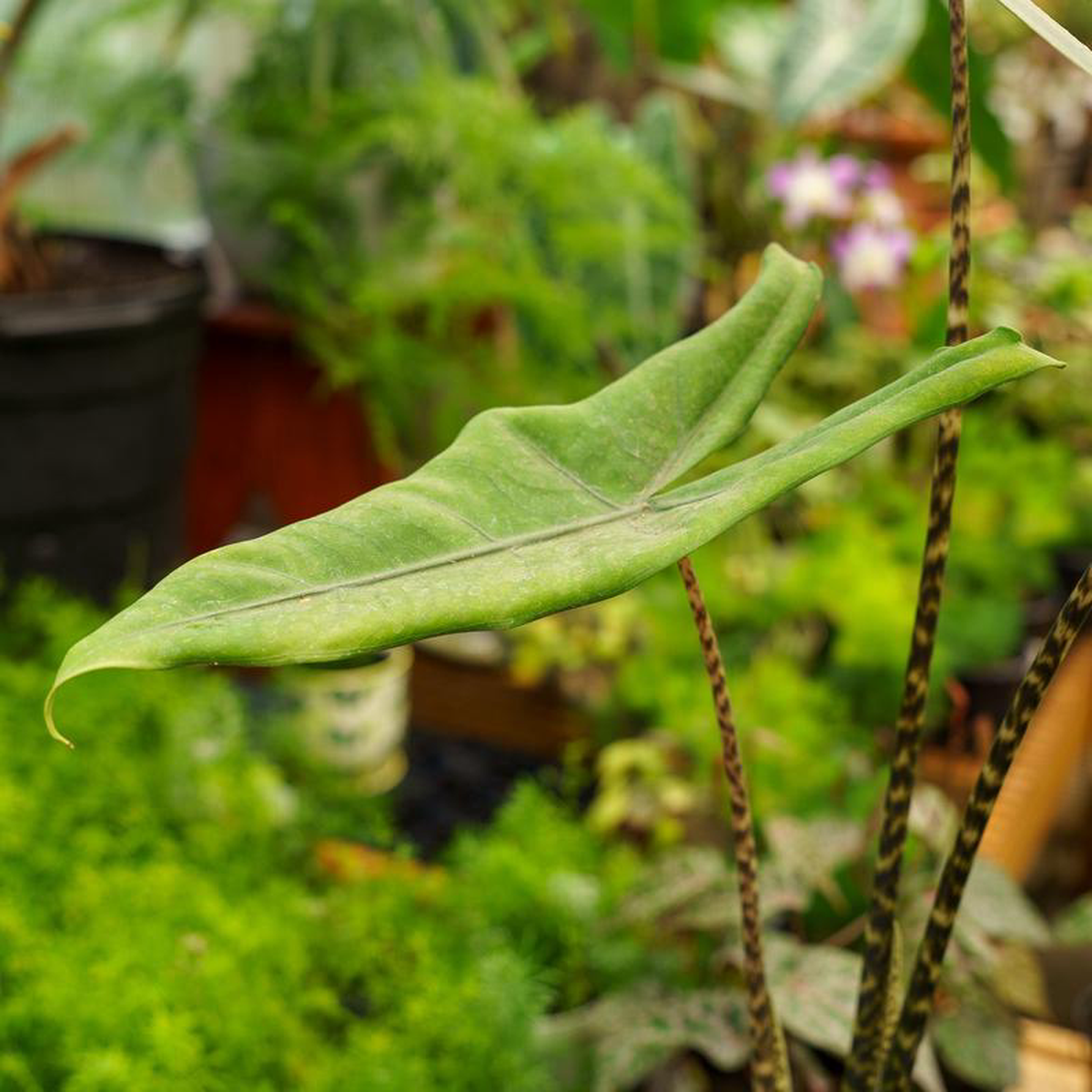 Jungle Cat Elephant Ear 6 inch Pot