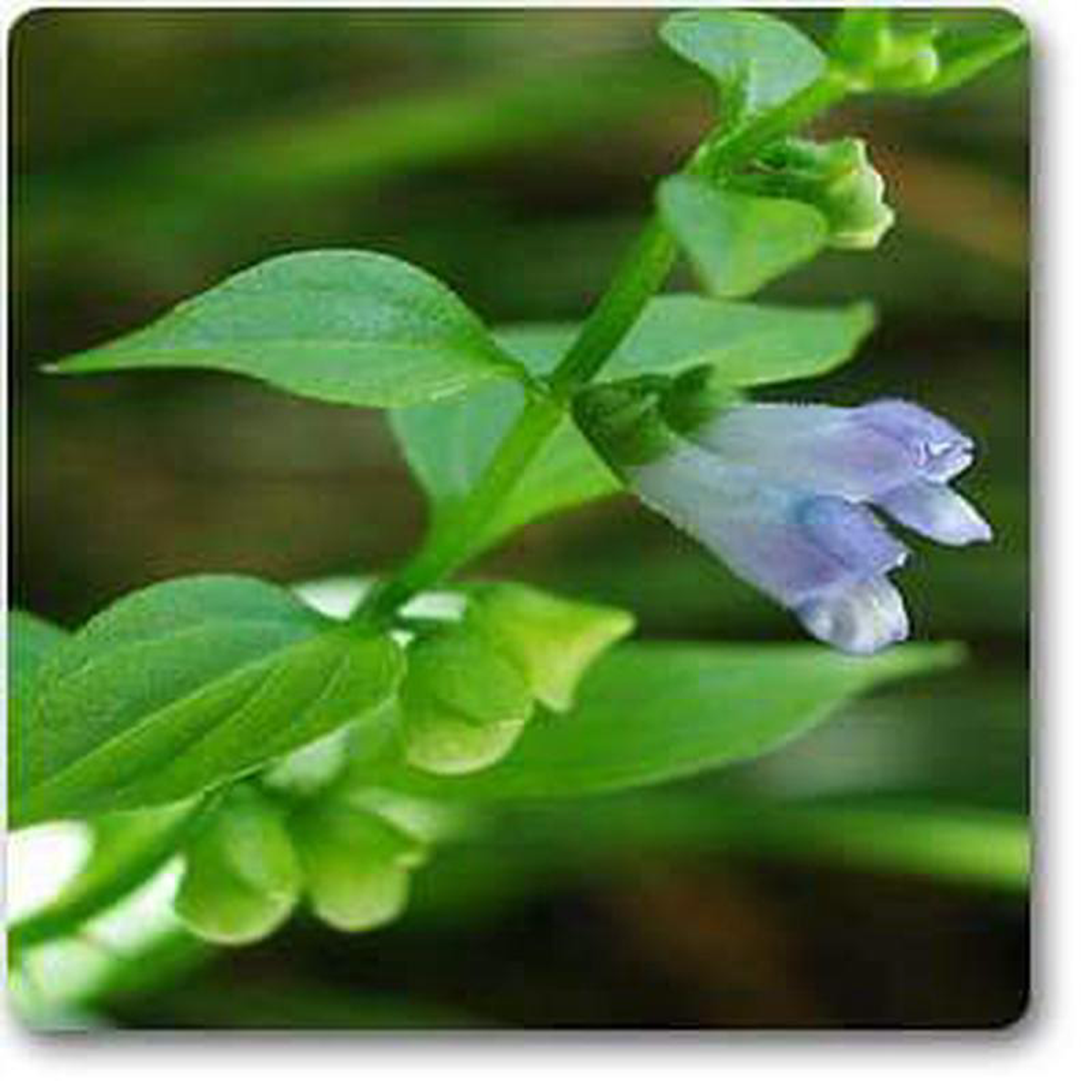 Scutellaria lateriflora 8211 Plant