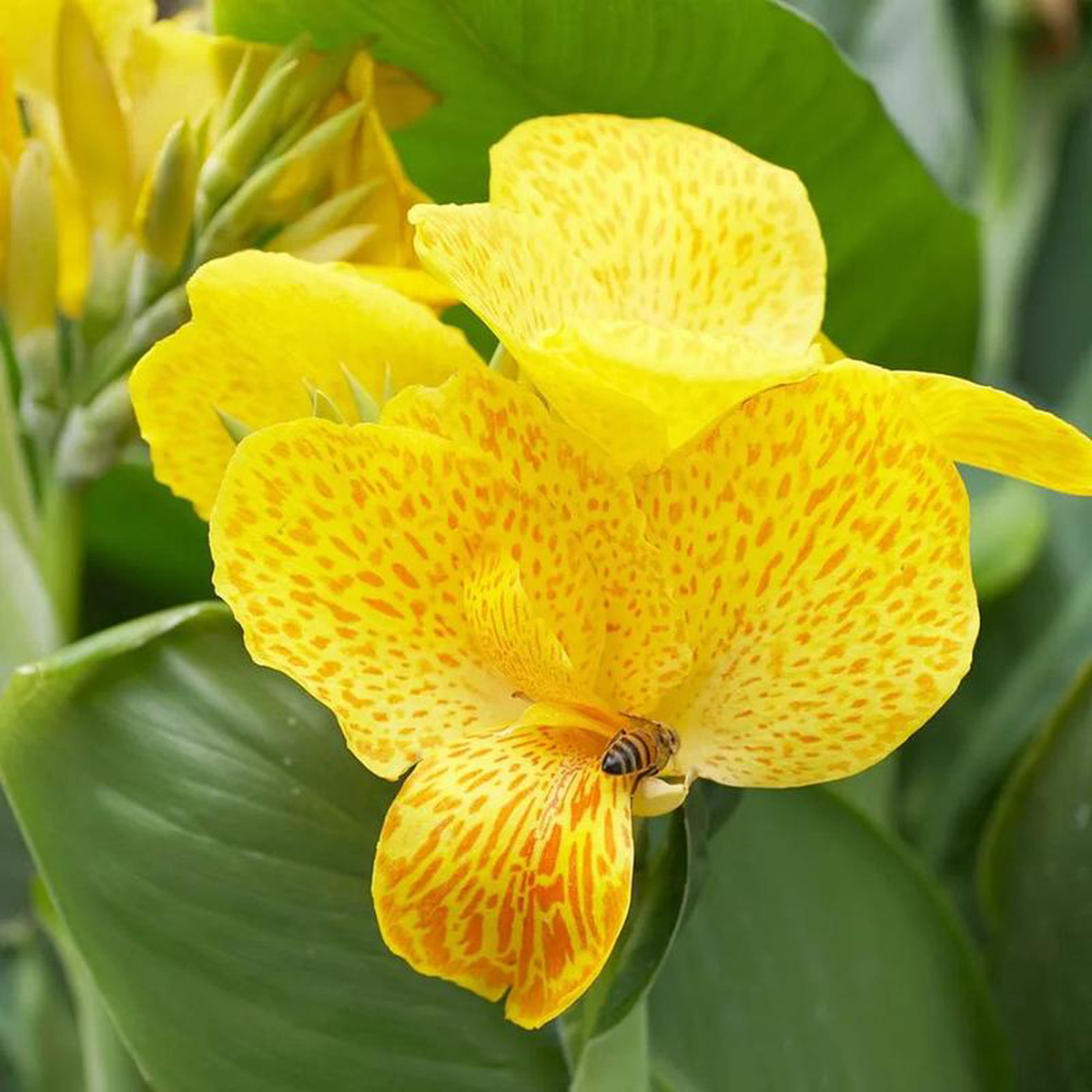 Canna Happy Emily Aquatic Pond Plant 8211 Water Canna 1ltr Pot Size