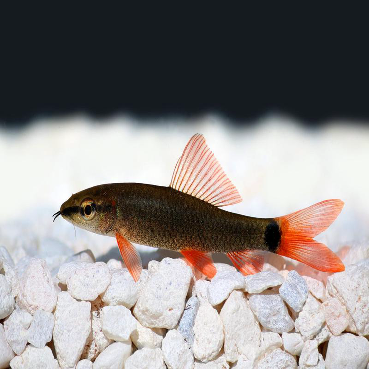 Rainbow Shark