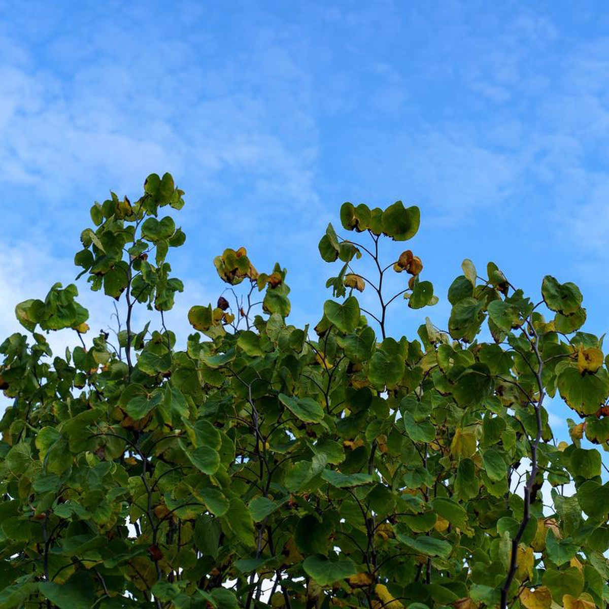 Rising Sun Eastern Redbud 2 inch B038B