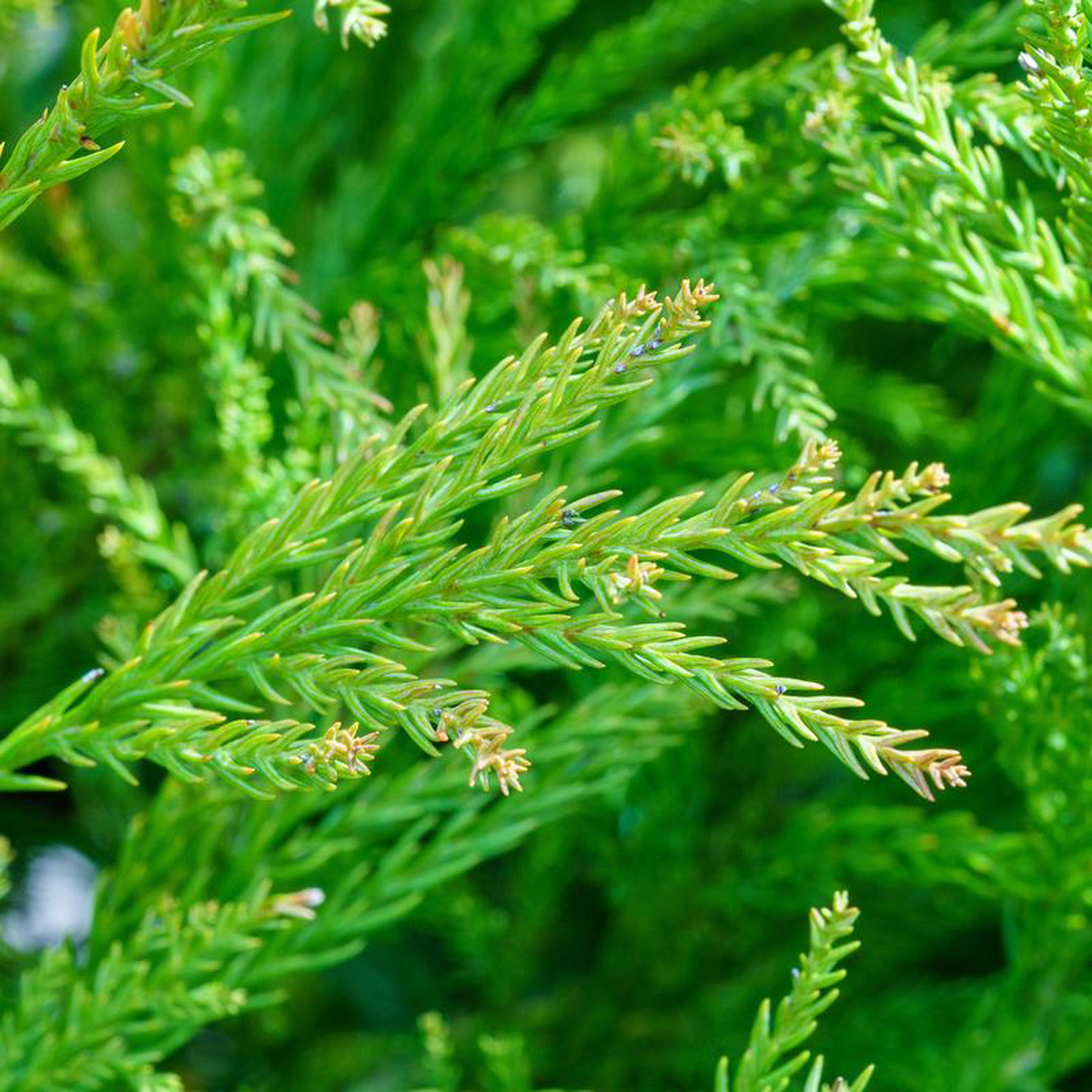 Yoshino Japanese Cedar 10 Gallon