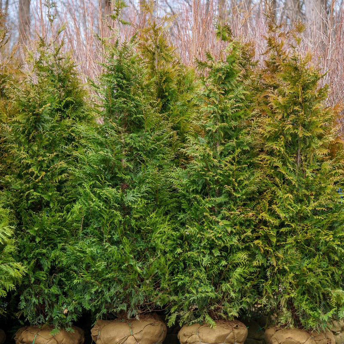 Green Giant Arborvitae 7 foot B038B
