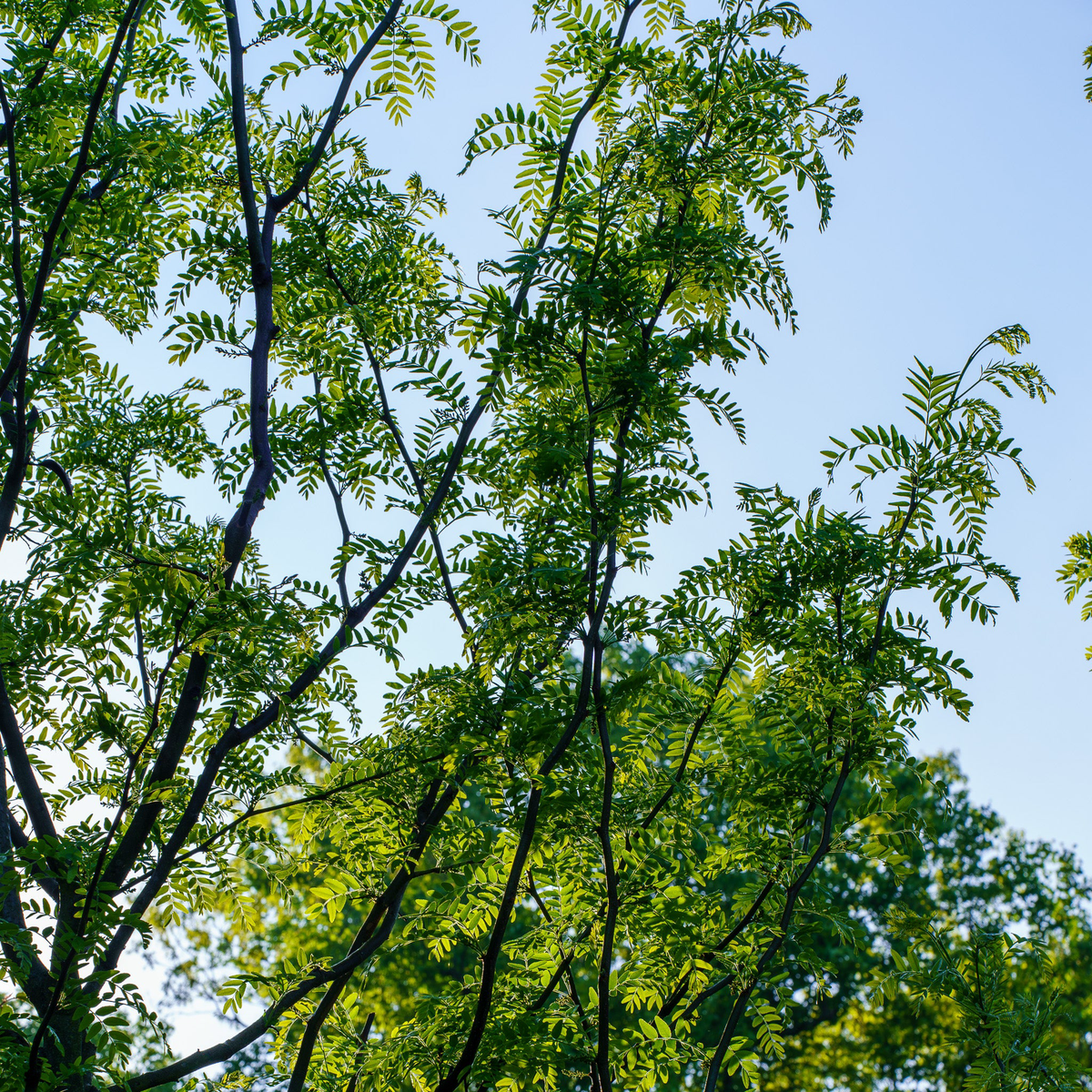 Halka Honeylocust 25 inch B038B