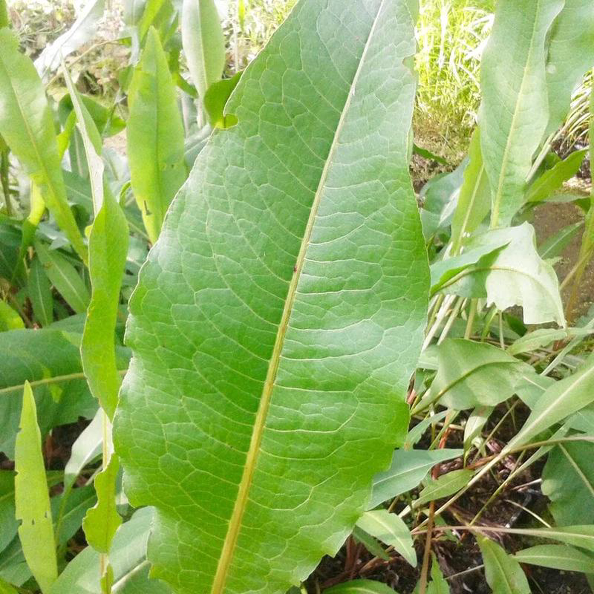 Rumex Hydrolapathum Aquatic Pond Plant 8211 Water Dock 1ltr (3 Pack)