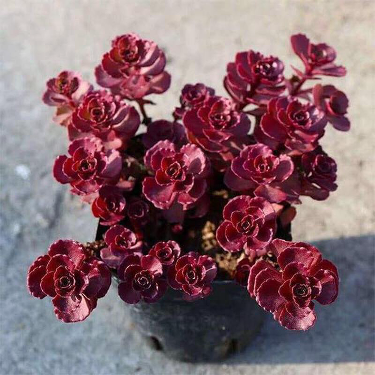 Sedum spurium Voodoo Dragon blood 8211 Succulent Plant