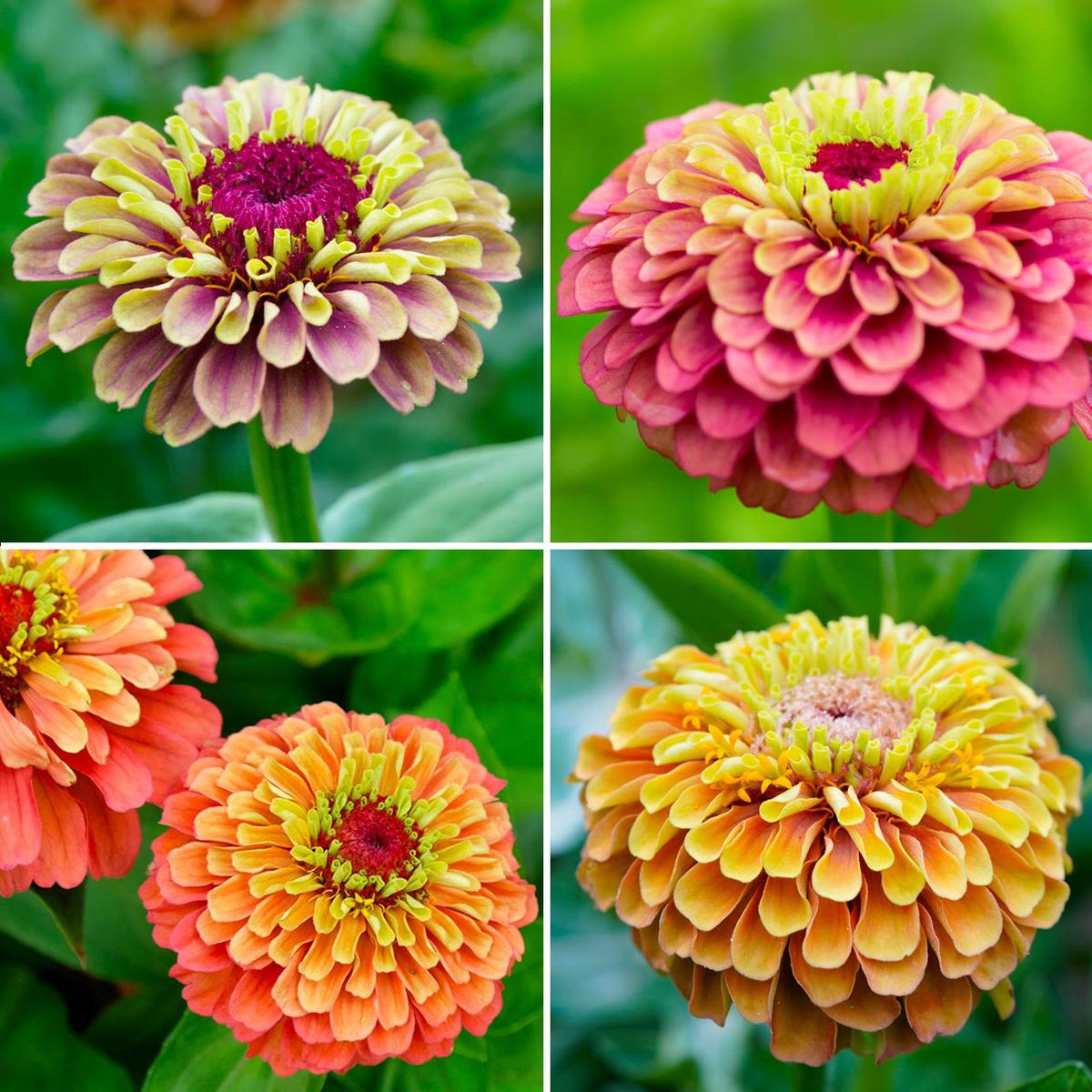 Annies Queeny Zinnia Mix (Zinnia elegans) Annual