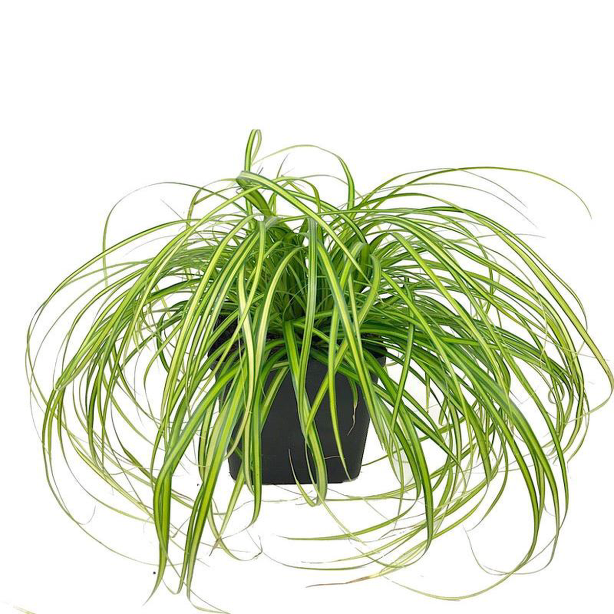 Carex oshimensis 8216Evercolor Eversheen8217 1 Gallon