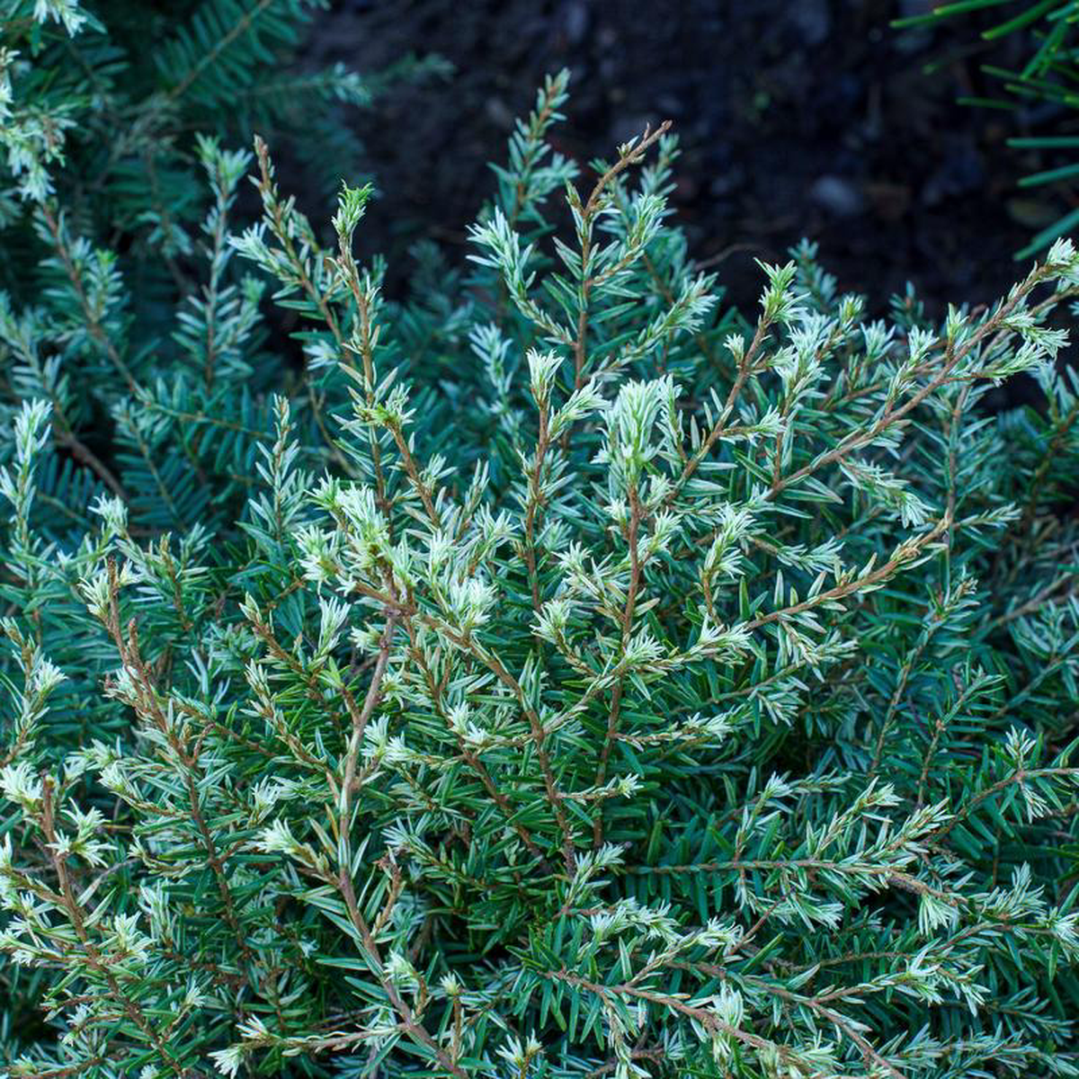 Golden Duchess Canadian Hemlock 5 Gallon