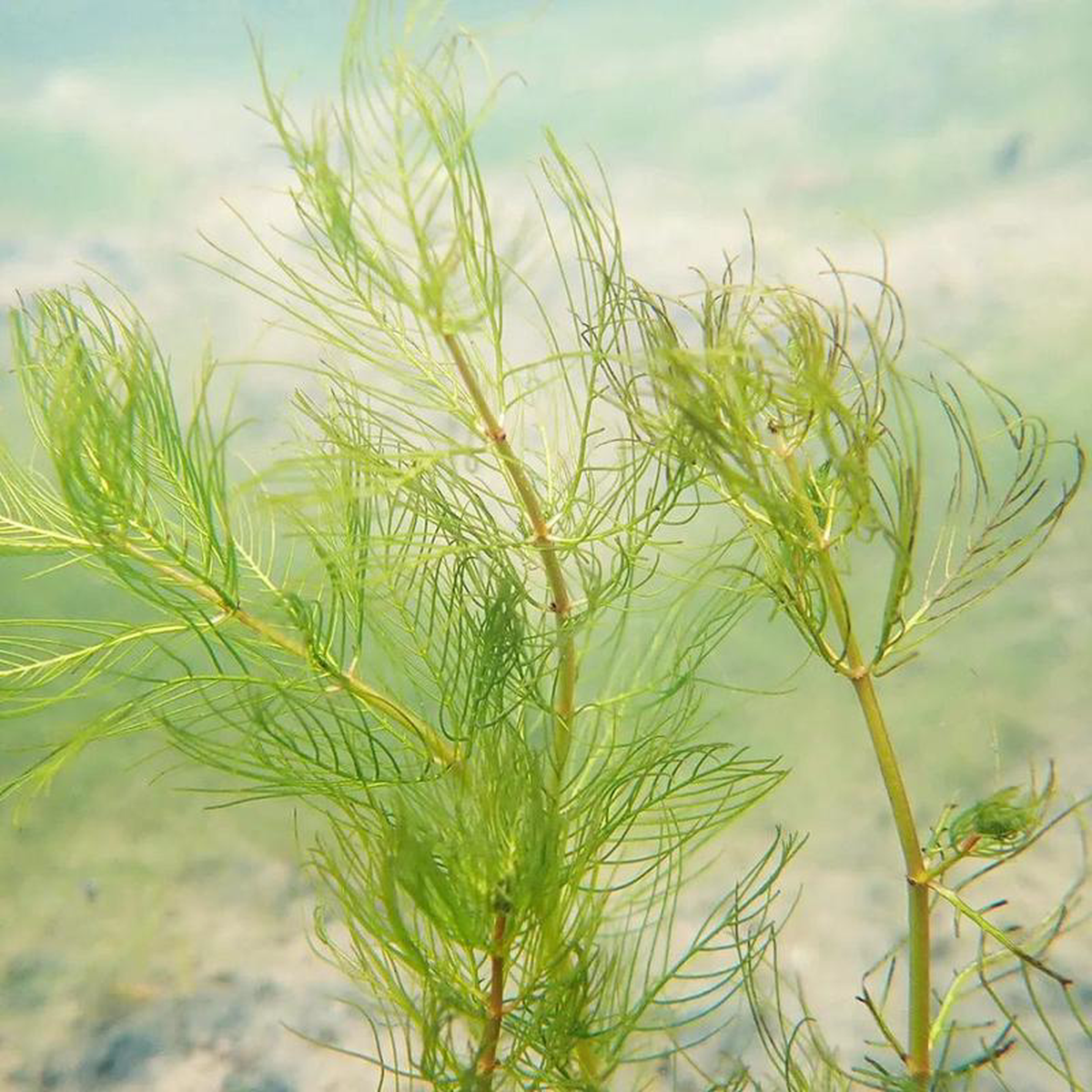 Myriophyllum Verticillatum Aquatic Pond Plant 8211 Whorled Water Millifoil 1ltr (3 Pack)