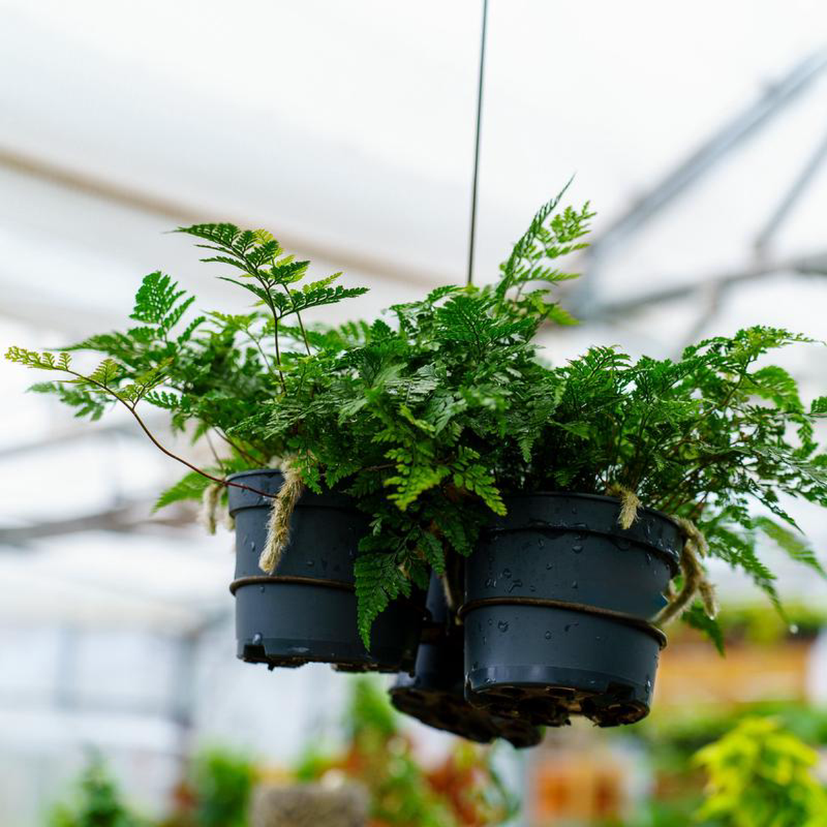 Rabbit8217s Foot Fern 5 inch Pot