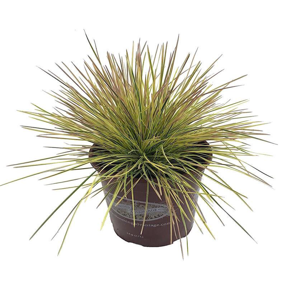 Deschampsia cespitosa 8216Northern Lights8217 1 Gallon