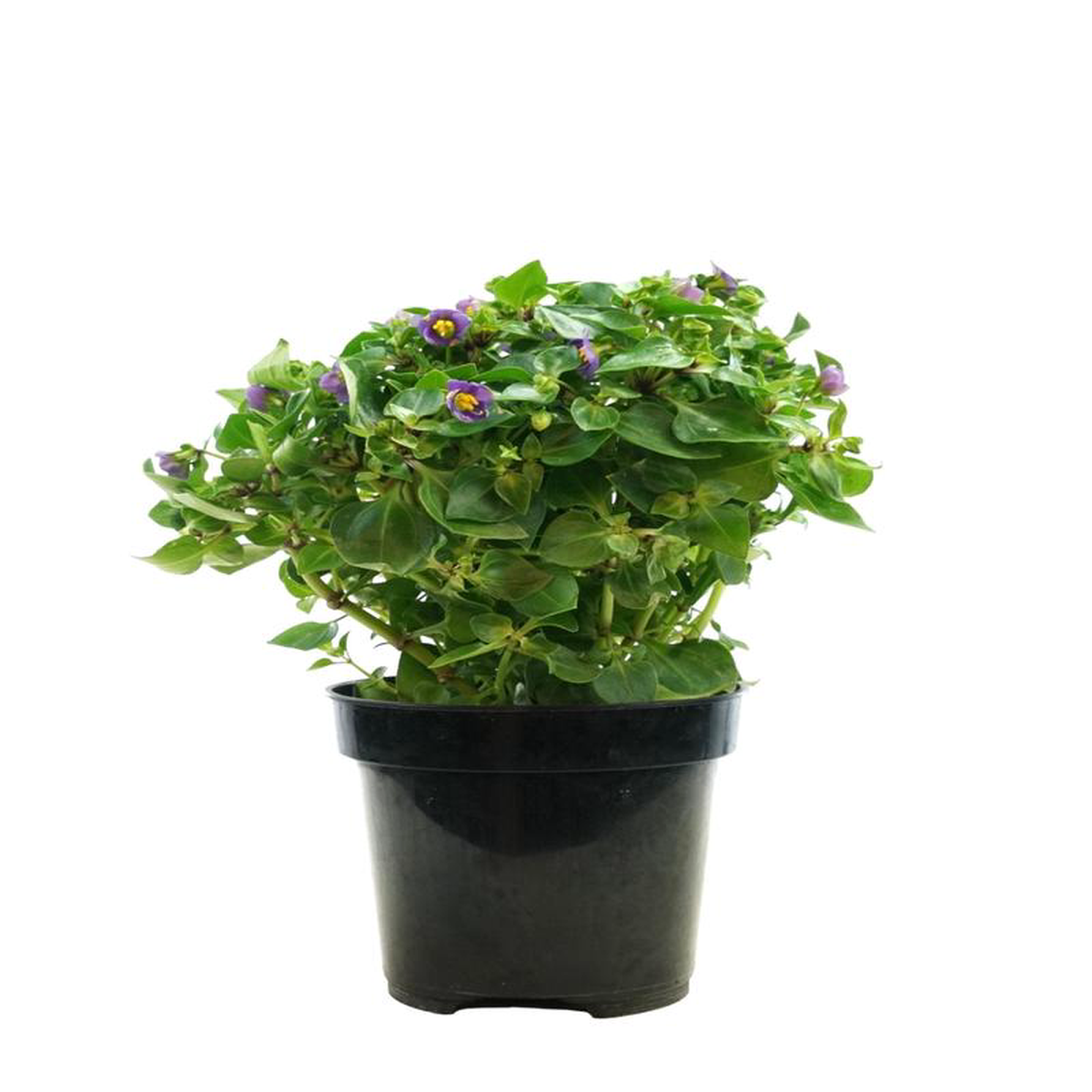 Exacum affine 4 Inch
