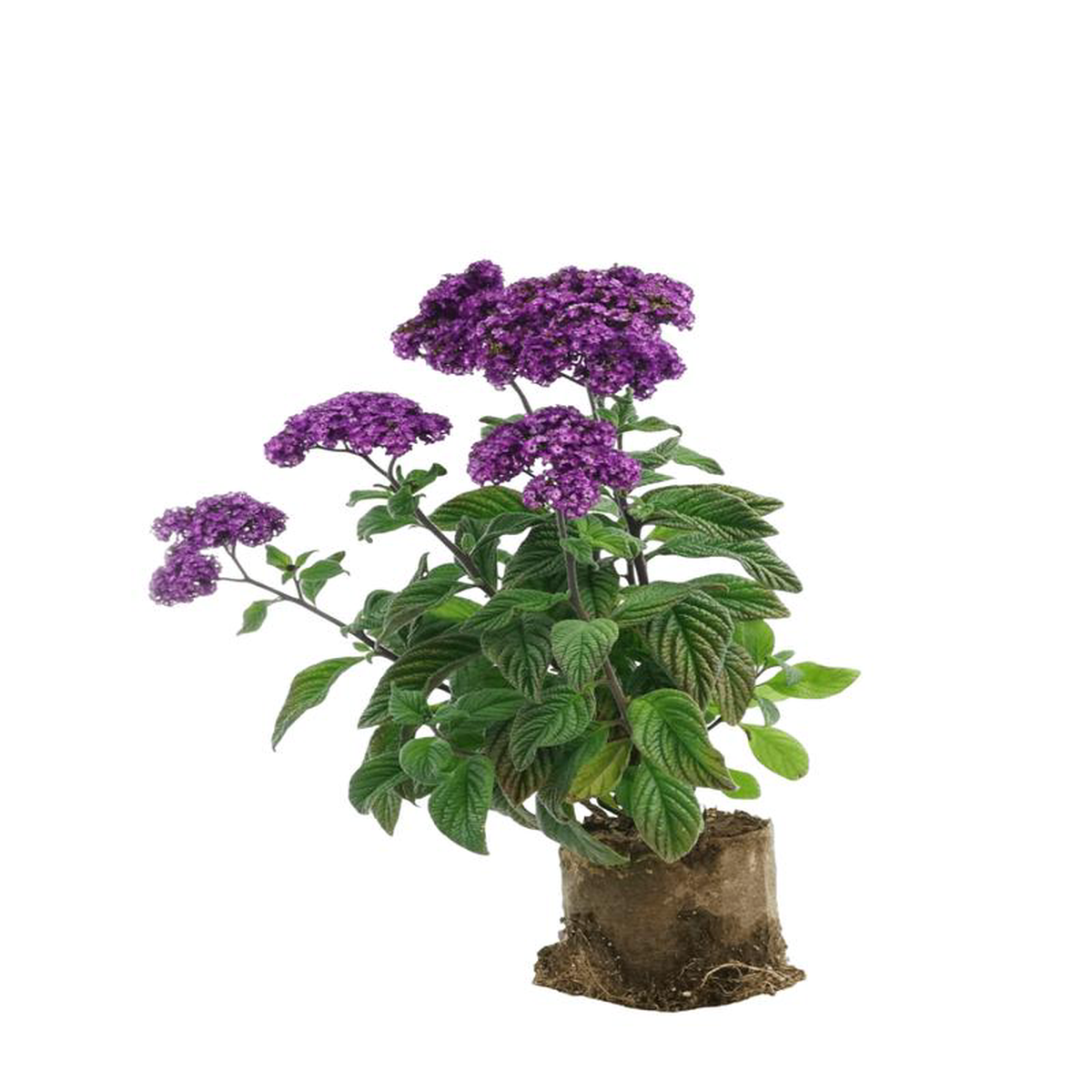 Heliotrope 8216Fragrant Delight8217 Tree