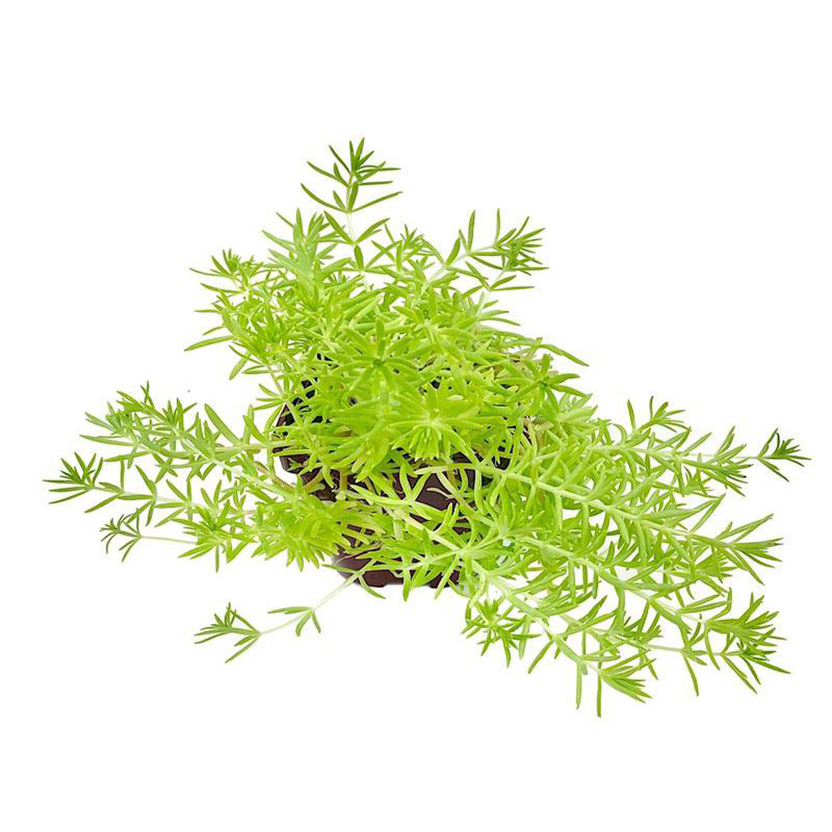 Sedum 8216Lemon Ball8217 4 Inch