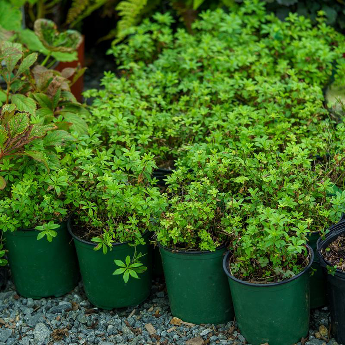 Sweet Woodruff 1 Gallon