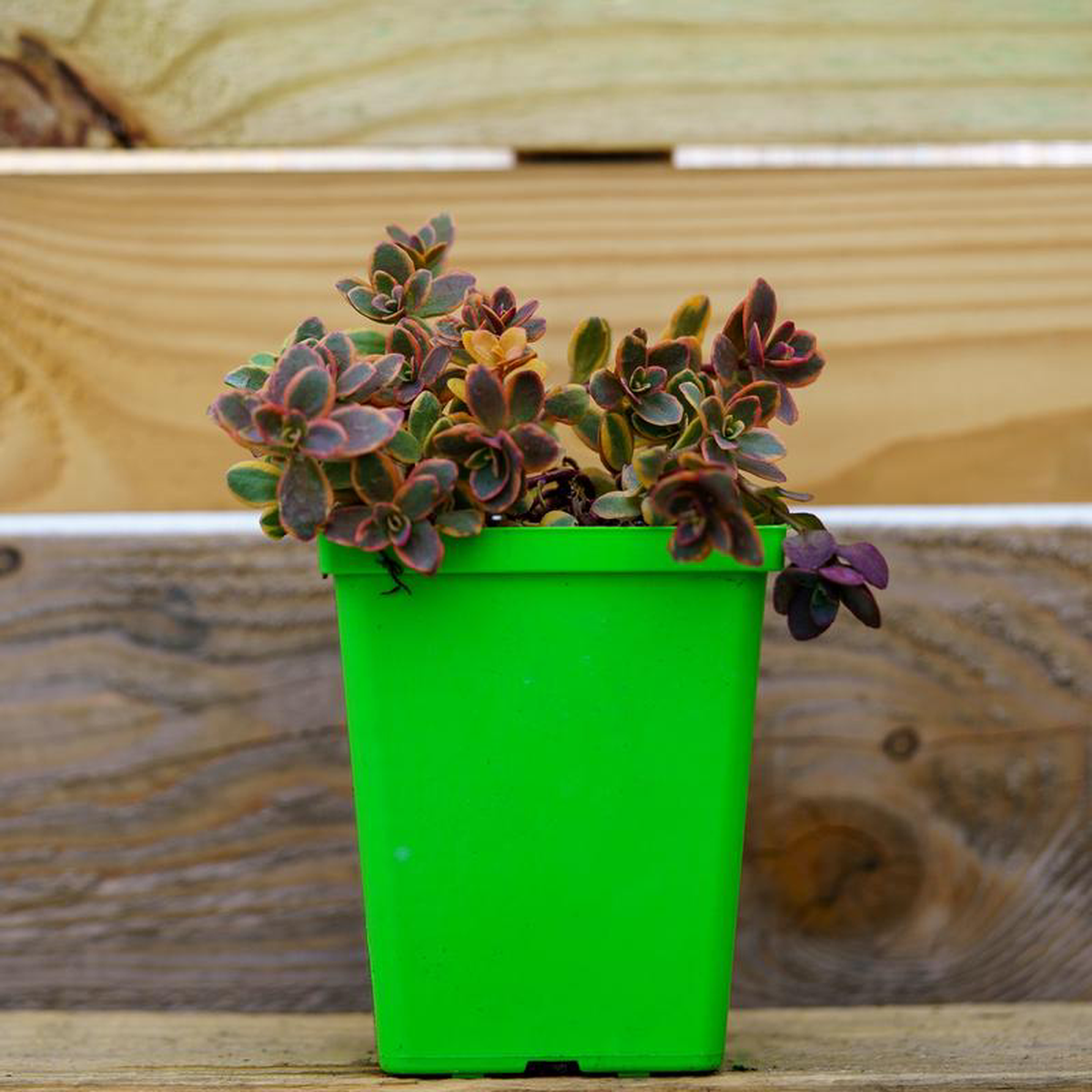 Wildfire Stonecrop Quart