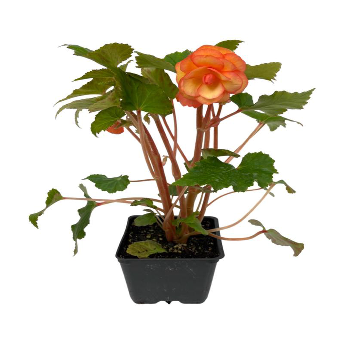 Begonia Illumination 8216Apricot Shades8217 4 Inch