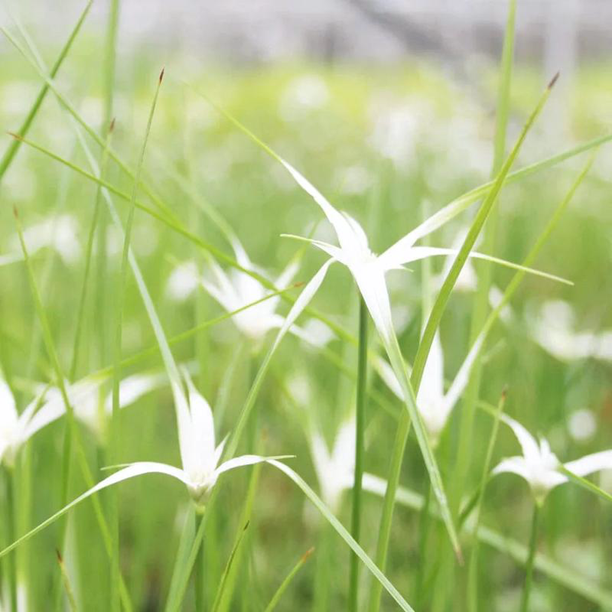 Dichromena Colorata Aquatic Pond Plant 8211 Star Grass 1ltr Pot Size