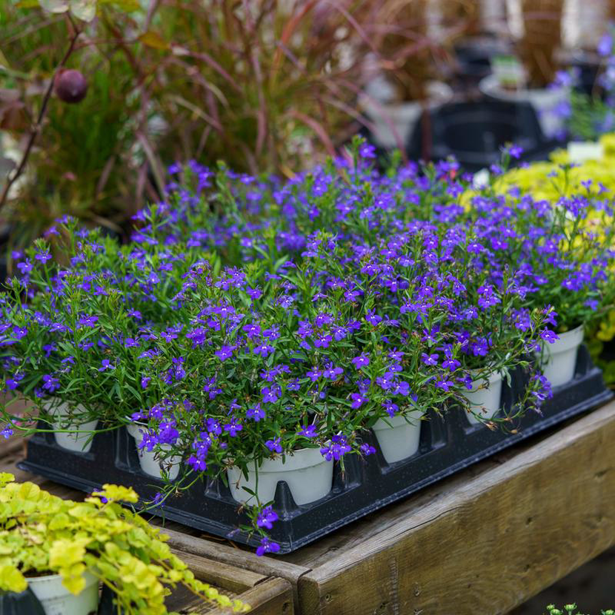 Edging Lobelia 4 inch Premium Pot