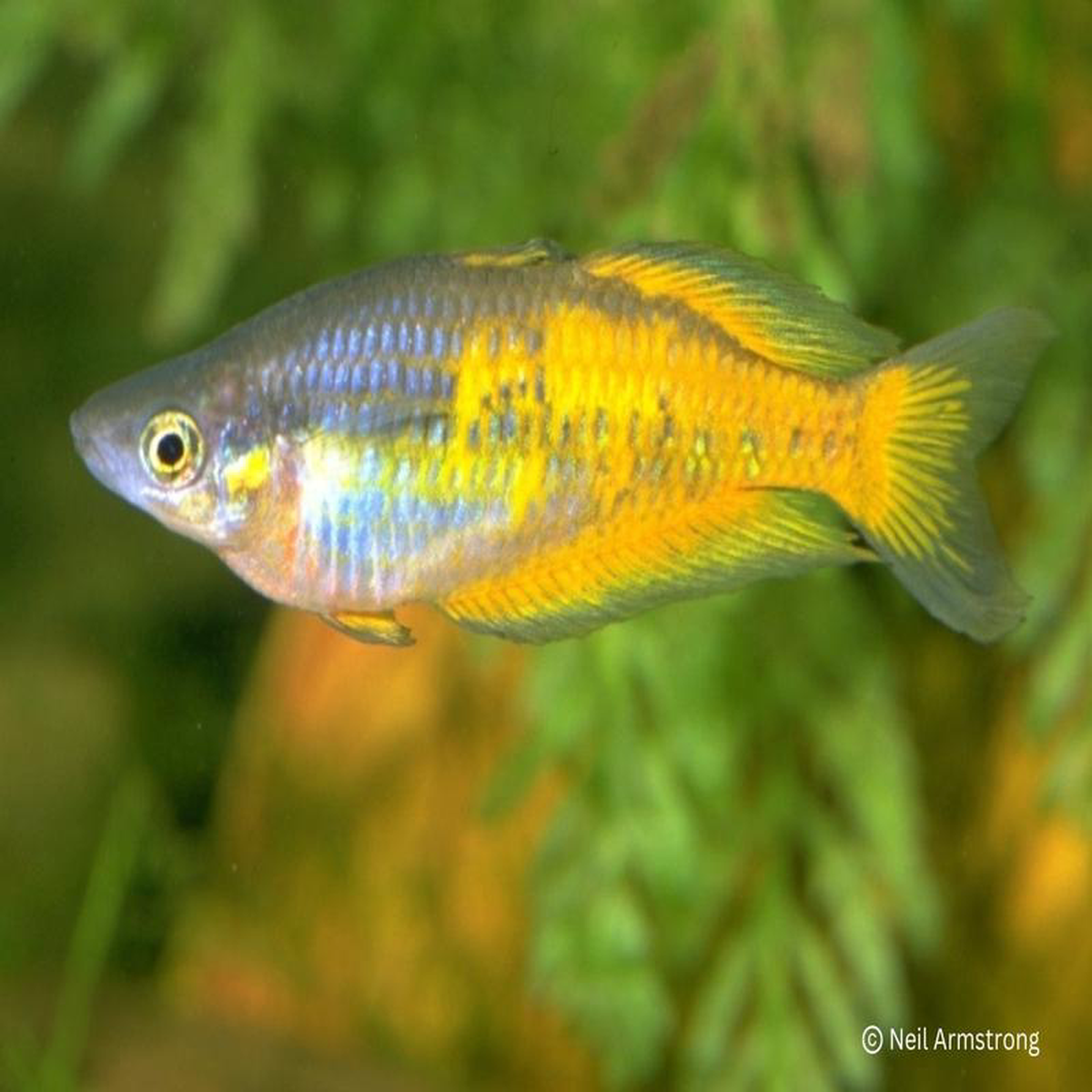 Parkinsons Rainbowfish 8211 Yellow Form
