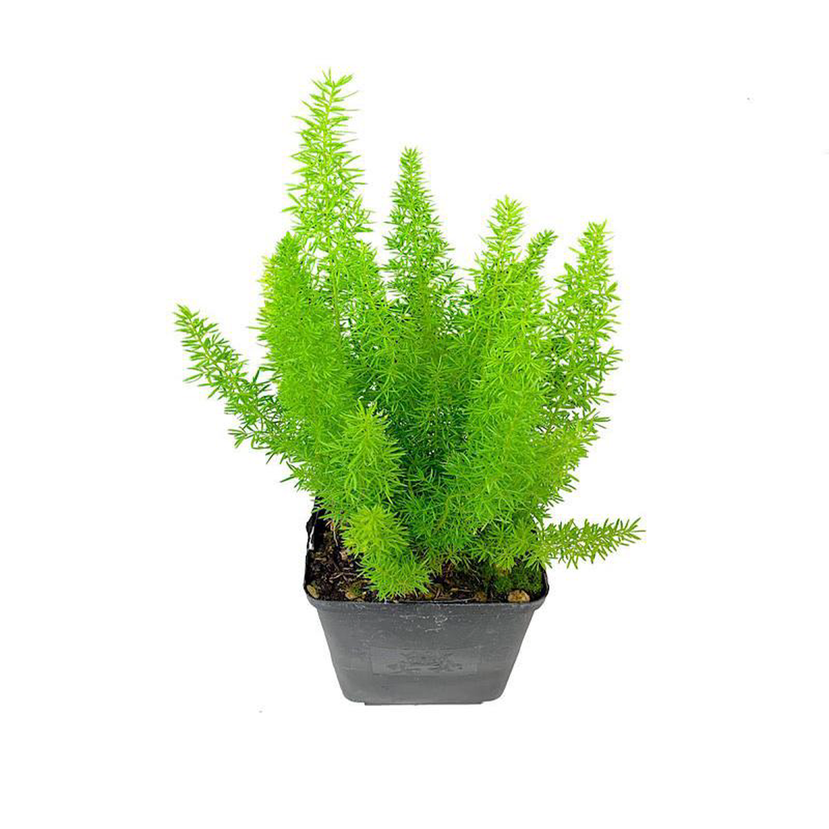 Asparagus densiflorus 8216Myers8217 6 Inch