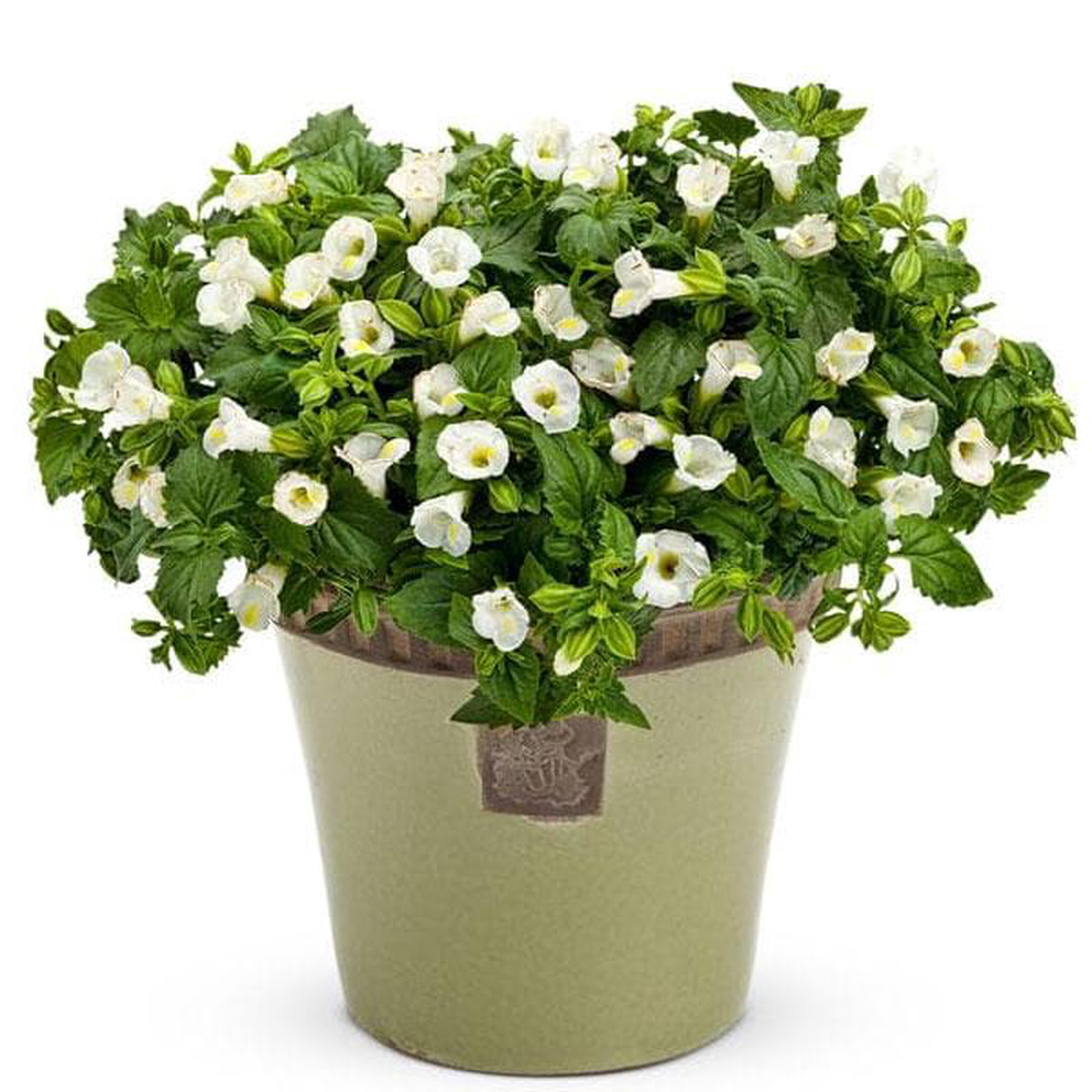 Torenia (White) 8211 Plant