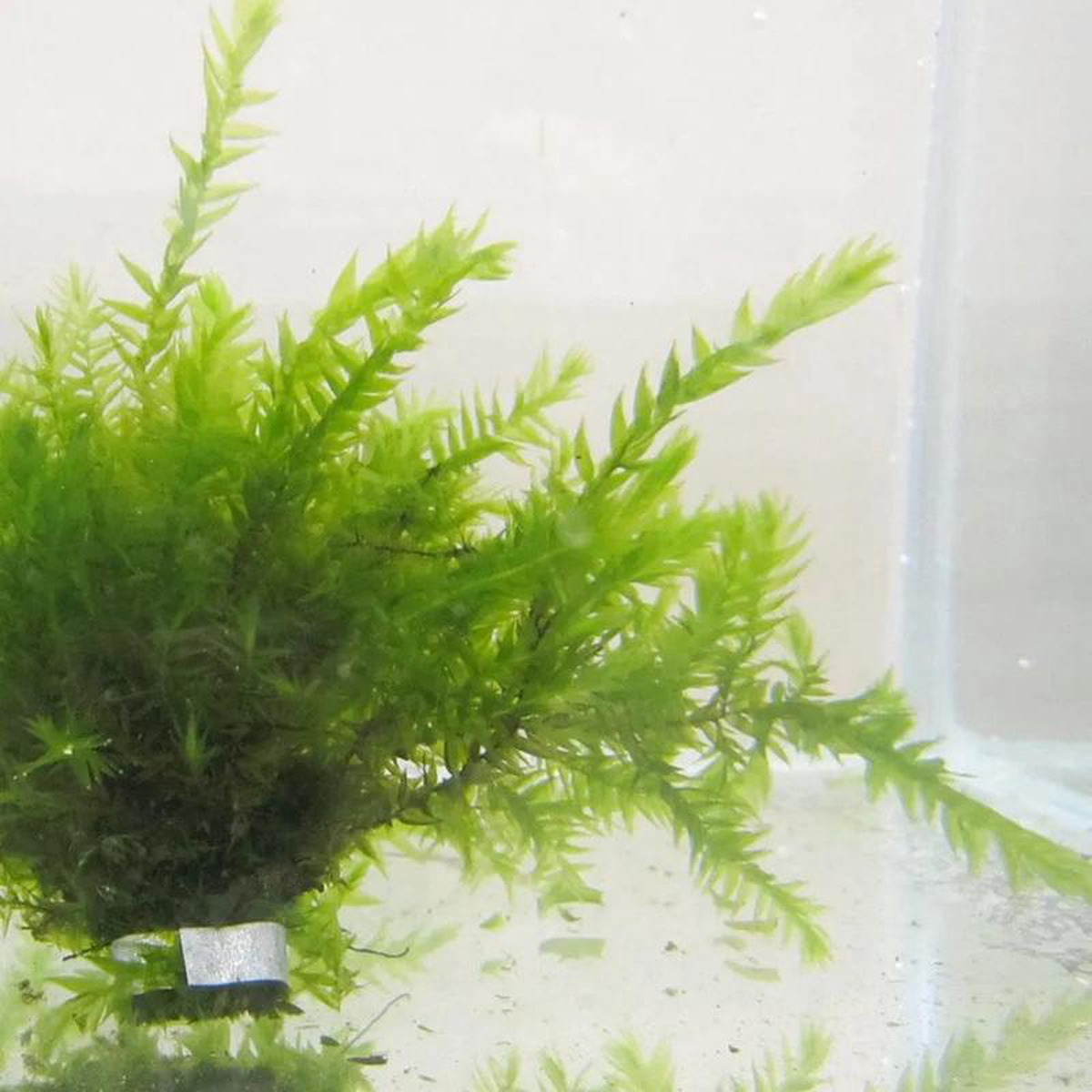 Fontinalis Antipyretica Aquatic Pond Plant 8211 Willow Moss 1ltr Pot Size