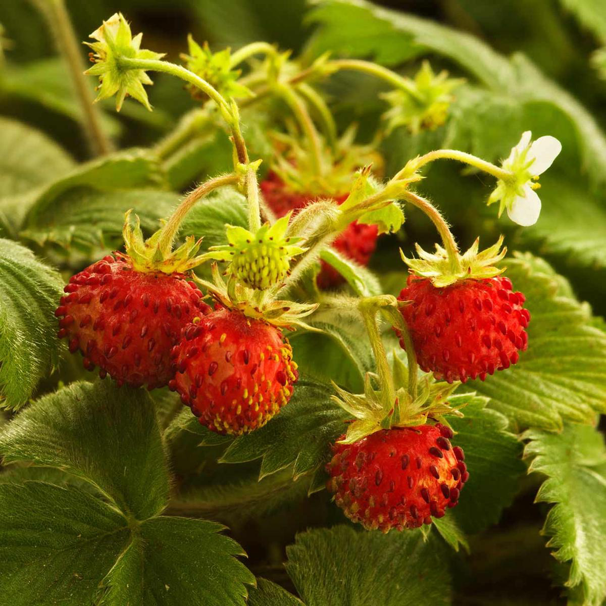 Wild Strawberry (Fragaria vesca) Perennial