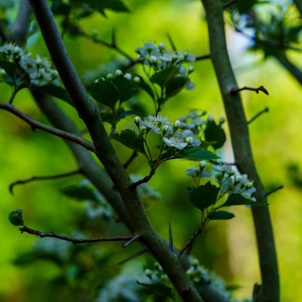 Winter King Hawthorn 175 inch B038B