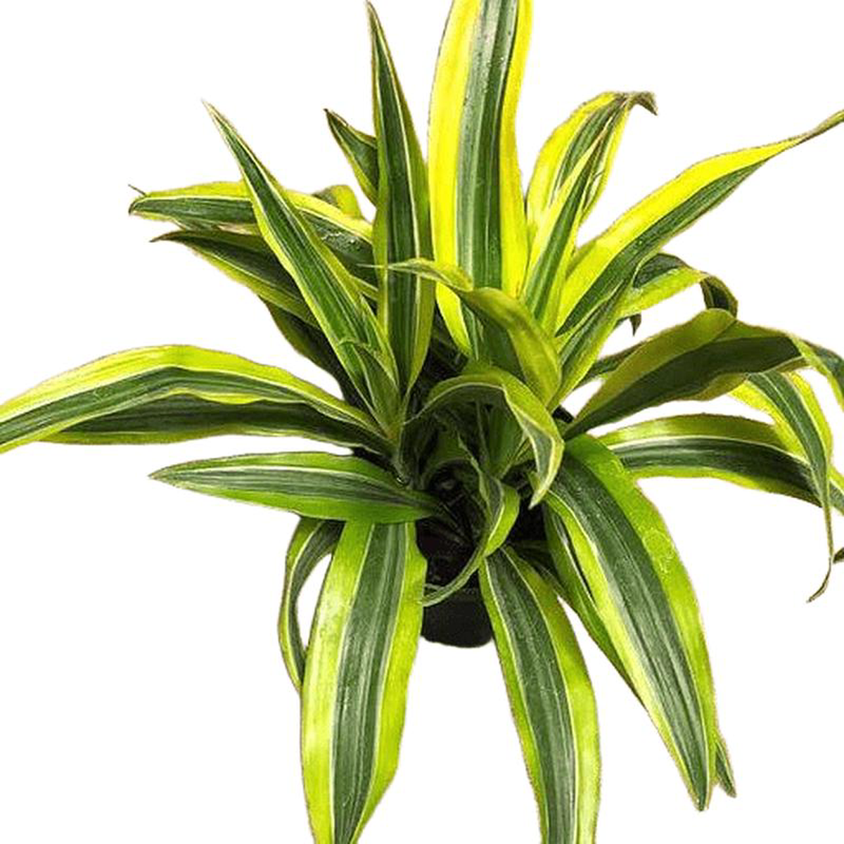 Dracaena deremensis 8216Lemon Lime8217 10 Inch