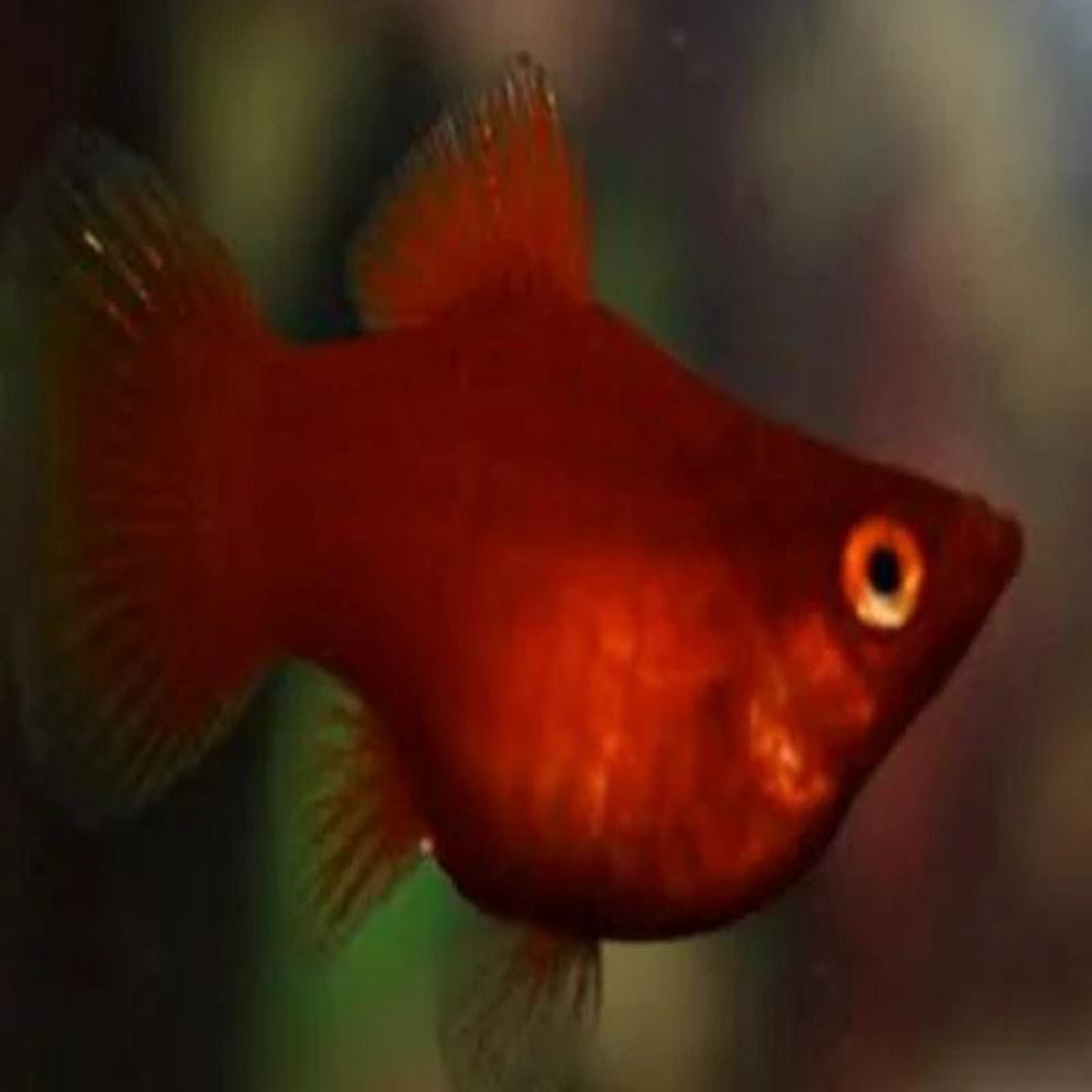 Molly Balloon Red